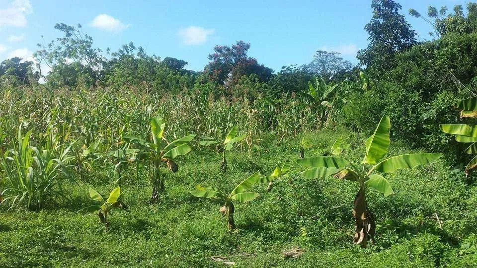 Terreno de 1,458.38 m² en Las Avispas de Maimón, Puerto Plata · Fotografía 3
