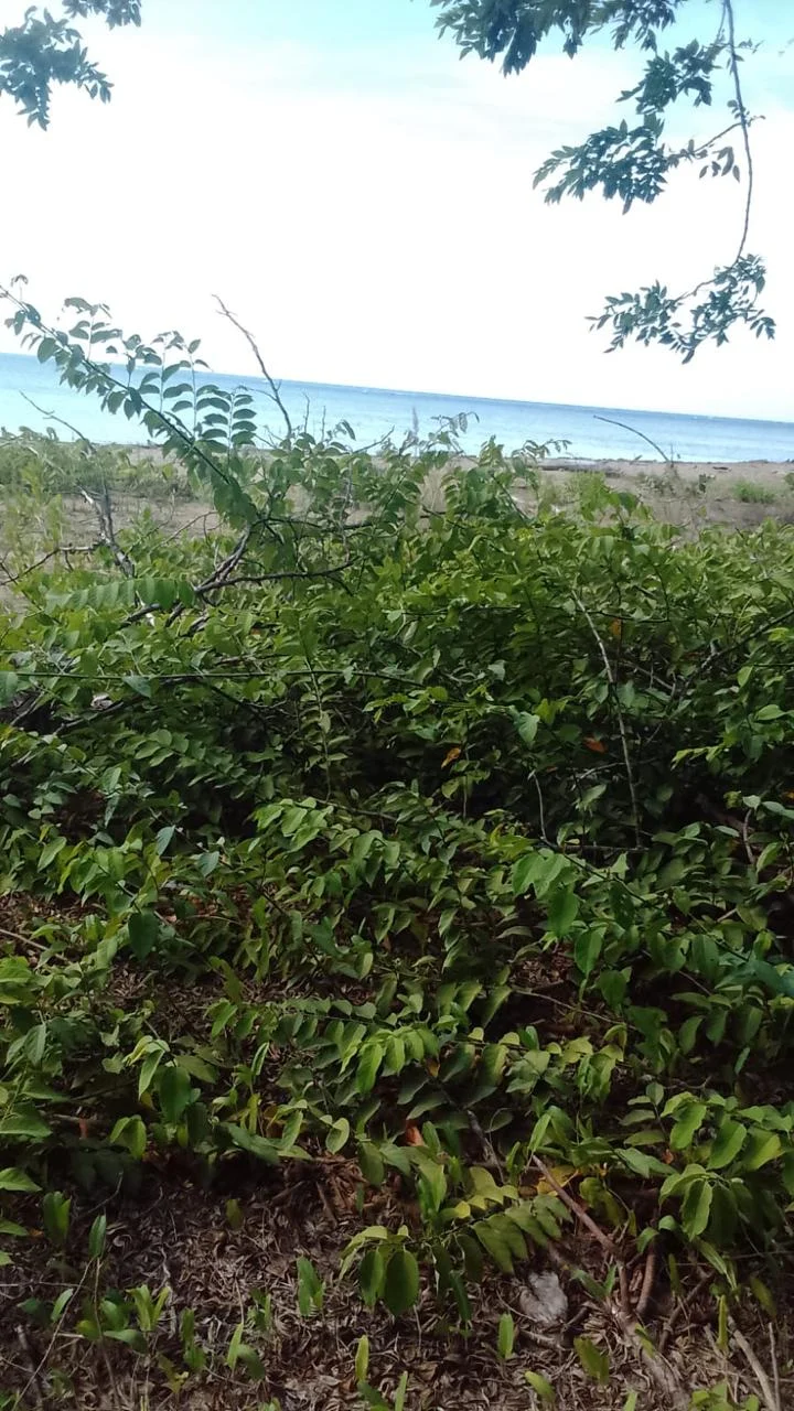 Terreno de 1,953 m² a 30 metros de Playa El Limón, Samaná · Photo 2