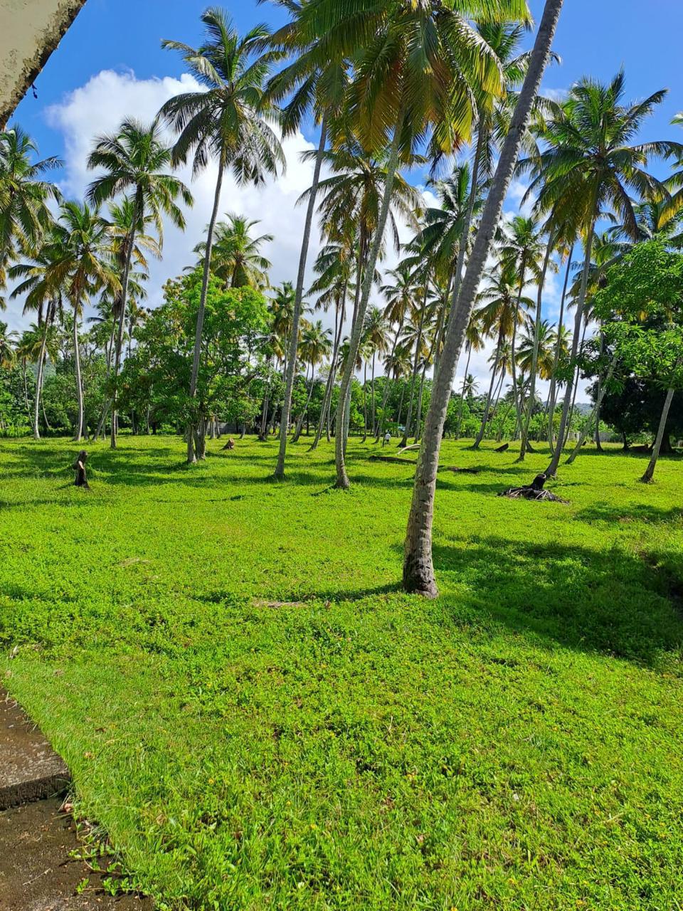 Terreno de 28,000 m² con 6 villas en Playa La Garita, Samaná · Fotografía 2