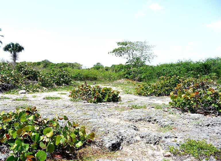 Terreno de 50,000 m² con acceso al mar en Juan Dolio · Fotografía 4